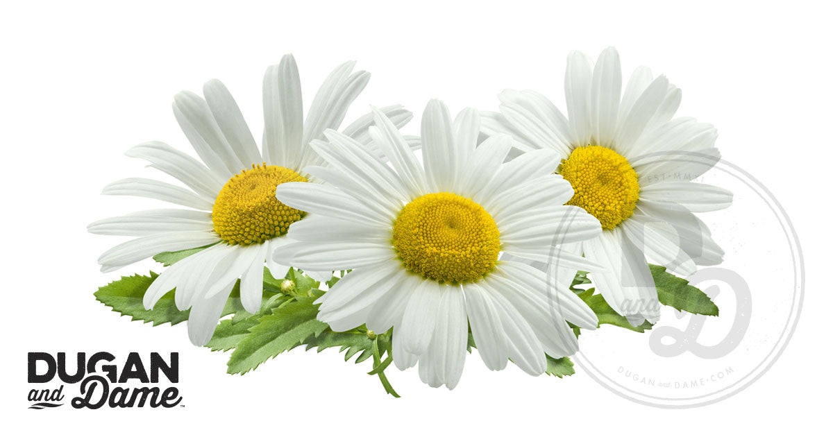 Plant Spotlight: Chamomile