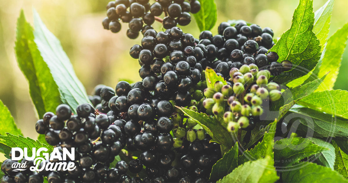 Dugan and Dame - Elderberry