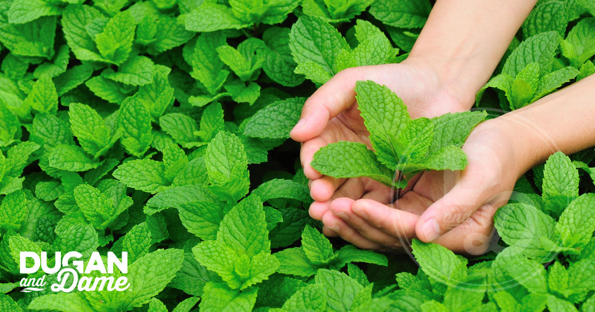Dugan and Damn Plant Spotlight - Peppermint