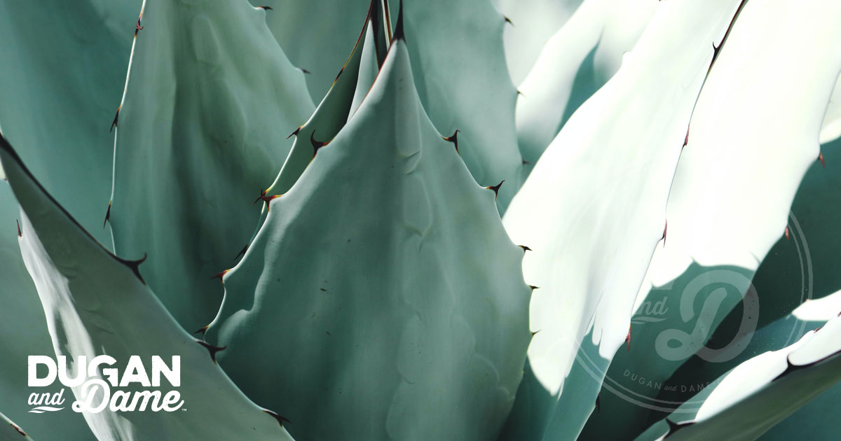 Plant Spotlight: Agave